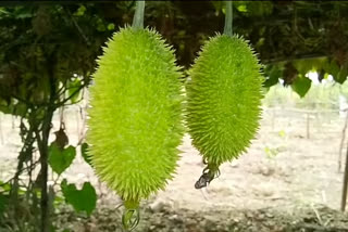 spine guard vegetable production in kanker