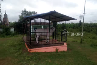 people worship the statue of cow from 8 years in hanagal