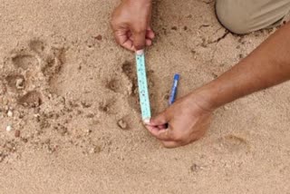 leopard-wandering-in-aturunagaram-in-mulugu-district