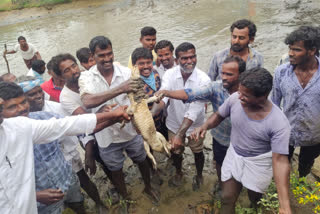 baby crocodile found in makthal in narayanapet district