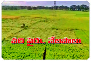 rice paddy fell on to the ground due to heavy rain