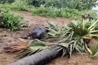 deep depression effect on vishaka patnam