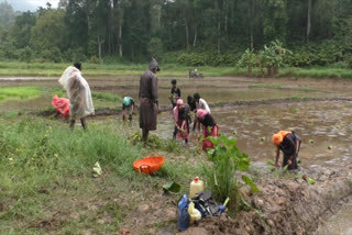 nss students  idukki  paddy farmers  paddy farmers  nss students help idukki paddy farmers  ഇടുക്കി  എന്‍എസ്എസ് വിദ്യാര്‍ത്ഥികള്‍  നെല്‍കര്‍ഷകര്‍  ഇടുക്കിയിലെ നെല്‍കര്‍ഷകര്‍