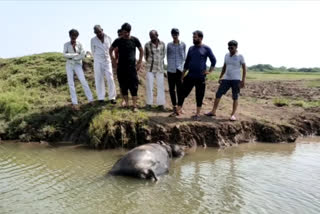 પોરબંદરના કુતિયાણાના કોટડા ગામે જળચર પ્રાણીની દહેશત : ત્રણ ભેંસના કર્યા મારણ