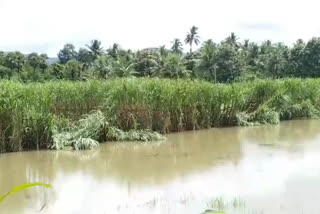 Sugarcane sink due to rains