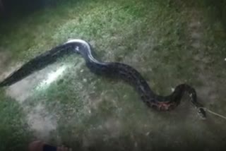 boko-public-rescued-python