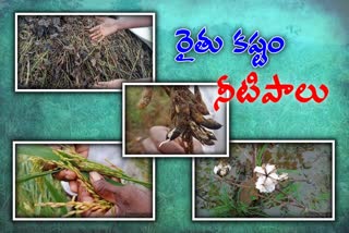 Farmers severely affected by heavy rains in nizamabad