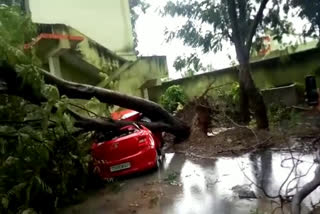 tree fall on car in warangal urban district