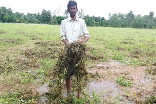 జిల్లాలో విస్తరంగా వర్షాలు...నీట మునిగిన పంట