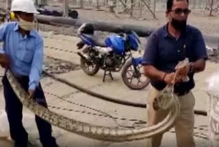 large python rescued in  greater noida