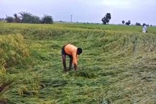 loss of paddy crop in Raichur due to heavey rain