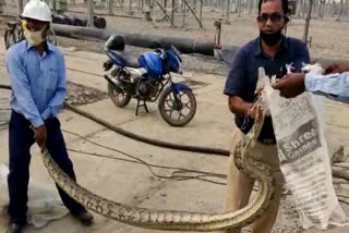 10 feet python seen at NTPC plant in Greater Noida