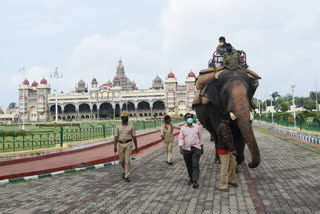 elephant training for dasara