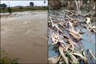 heavy-rain-causing-lose-for-farmers-in-dharwad