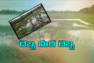 crop-damage-due-to-rain-effect-in-andhrapradesh