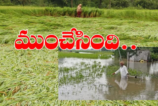 The crop was submerged by the rains in sangareddy district