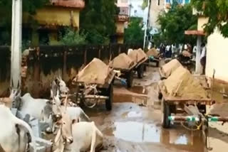 Seized of ox carts moving sand illegally