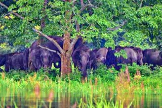 ELEPHANT CORRIDOR