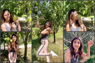 Actress Shilpa Shetty likes to break apples at Kullu Manali