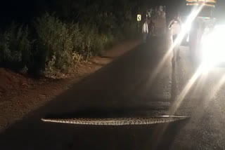 Police stopped traffic to cross python road