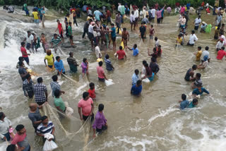 people fishing in the pond in kummarikuntla in mahabubabad district