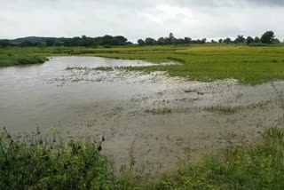 భారీ వర్షాలు... కోతకొచ్చిన పంట నీటిపాలు