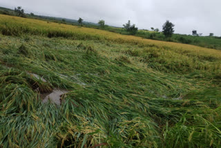 paddy floating in rain water heavy loss for farmers in narayanakhed