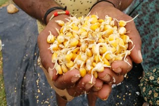 About 100 quintals of maize sprouted in the rain