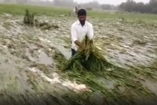 crops effected to heavy rains in rangareddy