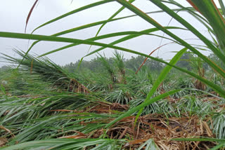 Heavy rain in across Bidar district