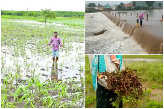 heavy rain created damage to crops at ananthapur