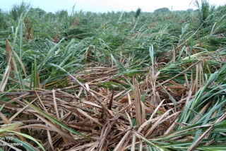 Rain effect Sugarcane crop destruction in Vijayapura district