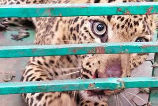 captured of cheetah in koppal