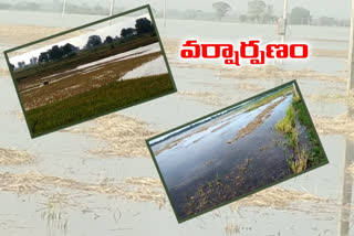 crop-lose-due-to-heavy-rains-at-kamareddy-in-telangana