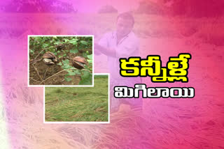 Crops damaged by heavy rains in warangal district