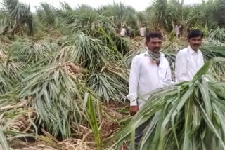 sugarcane crop Destroy in Bidar