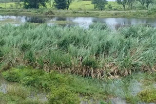 Rain effect crop destruction in Belagavi district