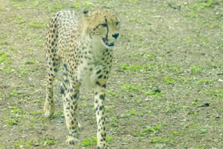 Opportunity to watch Africa Cheetah