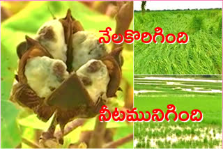 Heavy crop loss in khammam and bhadradri districts
