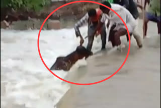 villagers rescued a cow while washed away in yadgiri