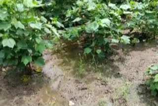 rain water in cotton crop