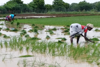 உரத் தட்டுபாடு