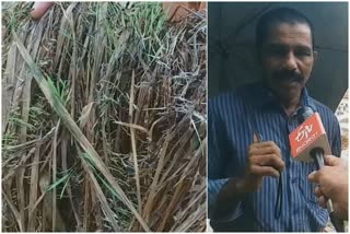 paddy fields were destroyed  Kasargod paddy fields were destroyed  പാടങ്ങള്‍ നശിച്ചു  നെല്‍ കര്‍ഷകര്‍ പ്രതിസസന്ധിയില്‍  നെല്‍പാടങ്ങള്‍ നശിച്ചു  കാസര്‍കോട് കൃഷിനാശം