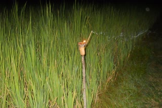 assamese people ready to celebrate kati bihu