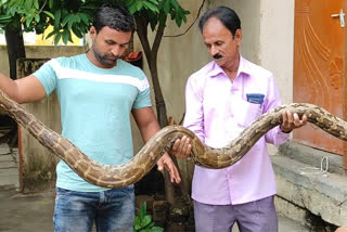 snake-catcher-rescued-15-feet-long-snake-at-jalna