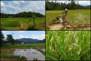 മഞ്ഞളിപ്പും ചുവടുചീയലും  paddy cultivation was destroyed  Wayanad  വയനാട്ടിൽ നശിച്ചത് ഏക്കറ് കണക്കിന് നെൽകൃഷി  നശിച്ചത് ഏക്കറ് കണക്കിന് നെൽകൃഷി  നെൽകൃഷി നശിക്കുന്നു  വയനാട് നെല്ല്