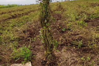 More than four feet high peanut crop in Dharwad