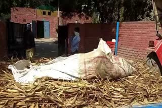 dead body of migrant laborer found in the fields of village tharaya in sonipat