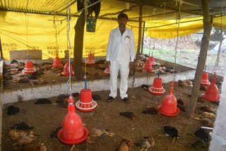 Lightning fell on poultry farm in beed dahiwadi one thousand hens died