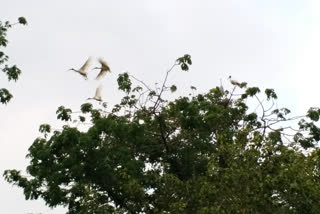 Migratory birds in Bengal